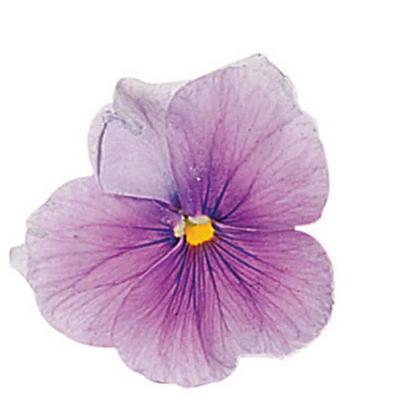 Single Purple Pansy Flower Food Picture