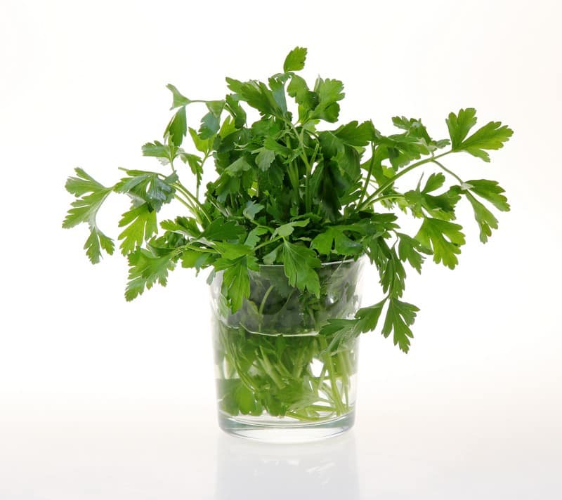 Bushel of Fresh Italian Parsley in a Glass Container Food Picture