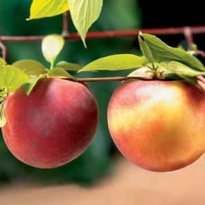 Fresh Peaches on Tree Food Picture