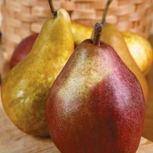 Assorted Pears on Cutting Board Food Picture