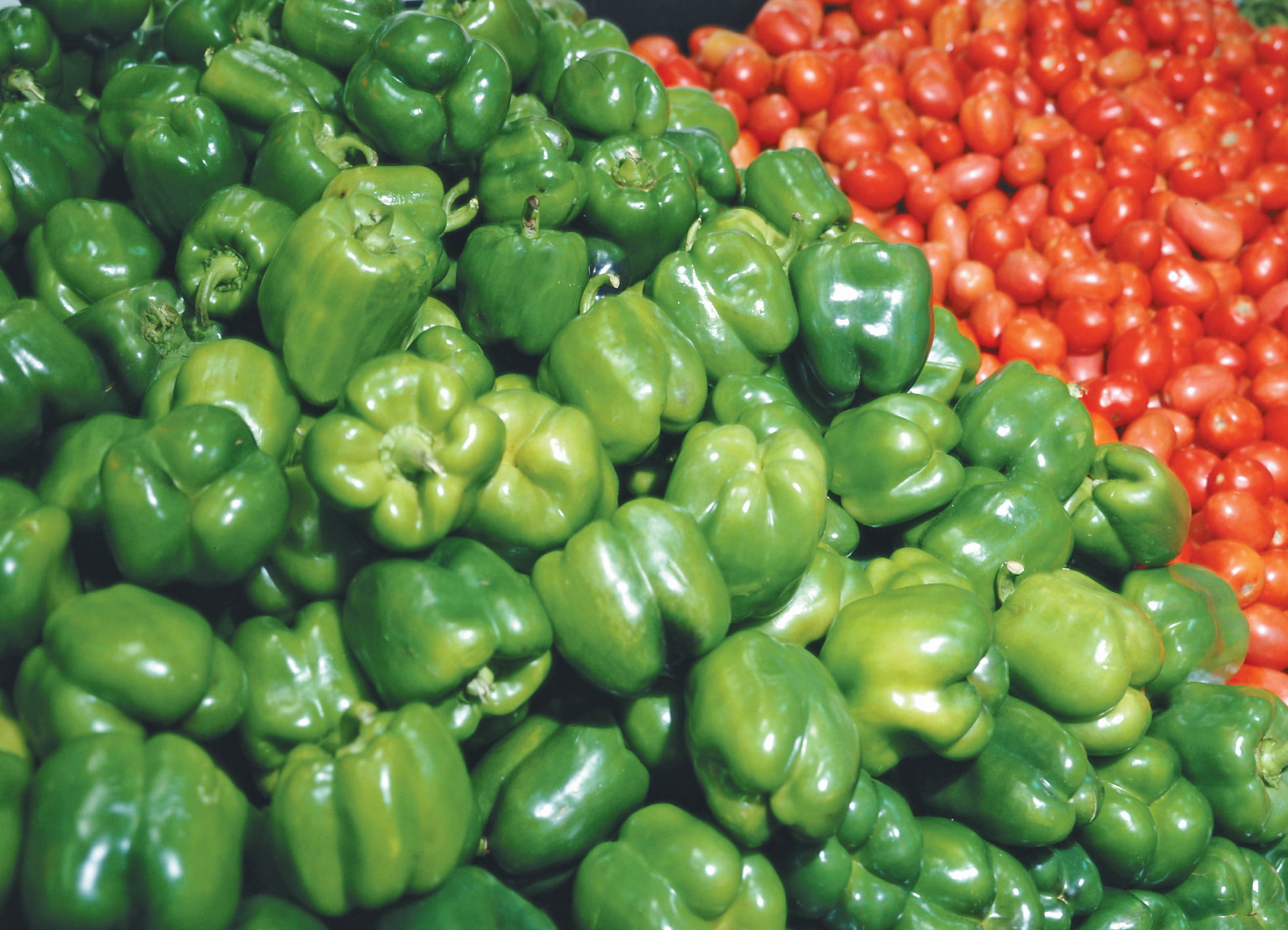 Green Peppers and Tomatoes Food Picture