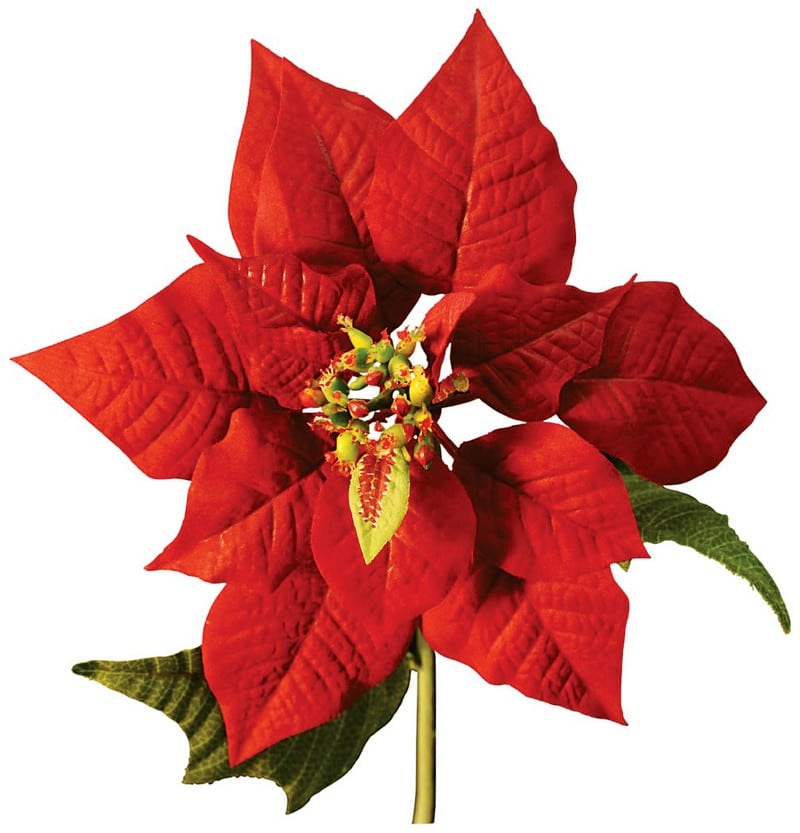 Single Red Up Close Poinsettia Food Picture