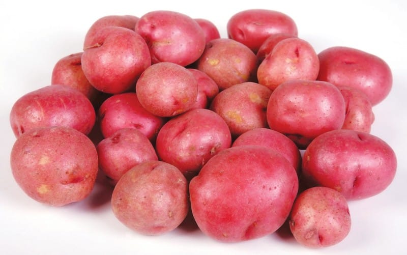 Red Potatoes on White Background Food Picture