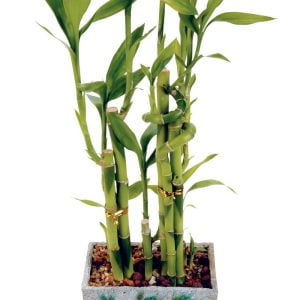 Bamboo Potted Plant Food Picture