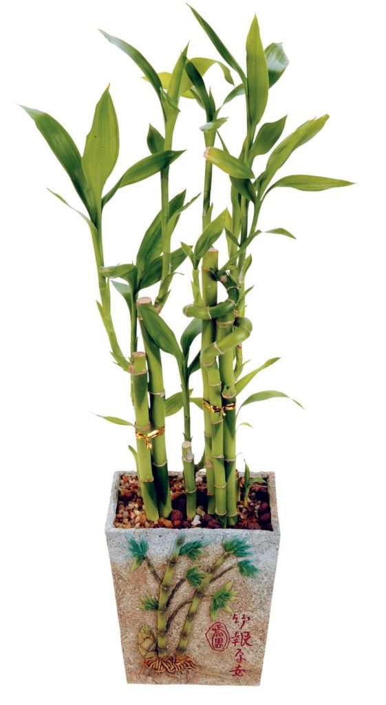 Bamboo Potted Plant Food Picture