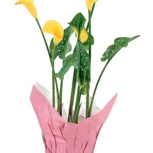 Yellow Calla Lily Potted Flower Food Picture