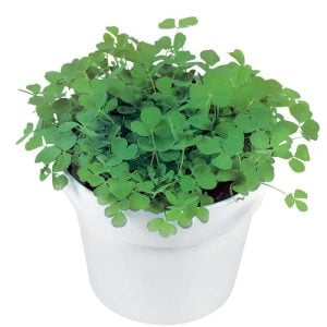 Clover Plant in White Pot Food Picture