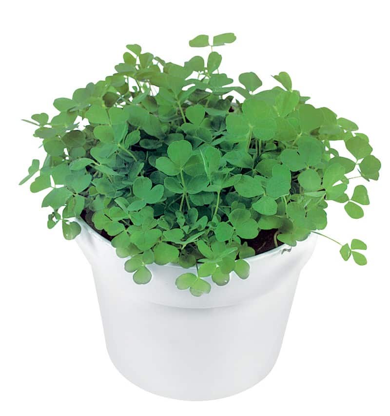 Clover Plant in White Pot Food Picture