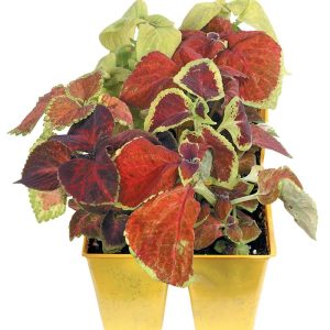 Coleus Potted Plant in Yellow Pot Food Picture