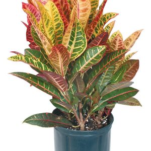 Croton Potted Plant Food Picture