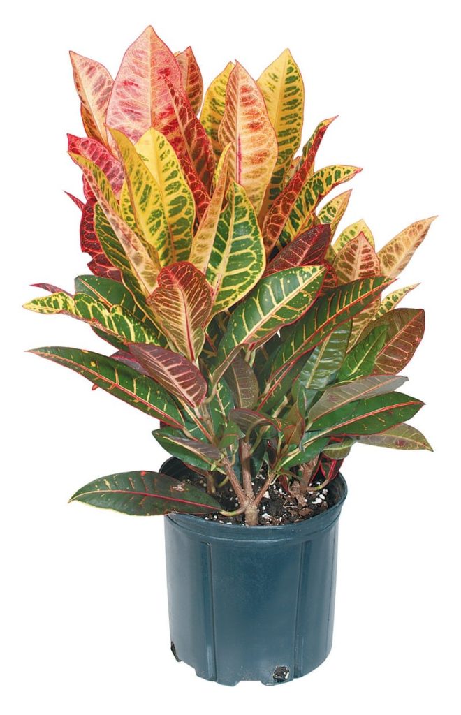 Croton Potted Plant Food Picture