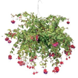 Deep Pink Potted Hanging Plant Food Picture