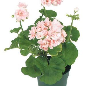 Light Pink Potted Geranium Food Picture