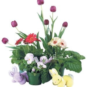 Holiday Easter Potted Flowers Assortment with Stuffed Animal Bunnies Food Picture