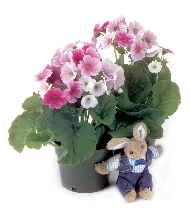 Holiday Easter Potted Flower Assortment Food Picture