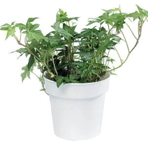 Ivy Plant in White Pot Food Picture