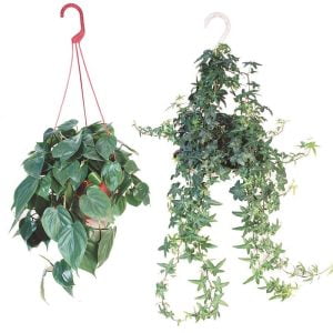 Hanging Ivy and Pothos Potted Plants Food Picture
