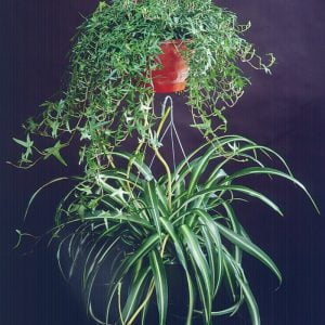 Hanging Ivy Spider Plant Food Picture