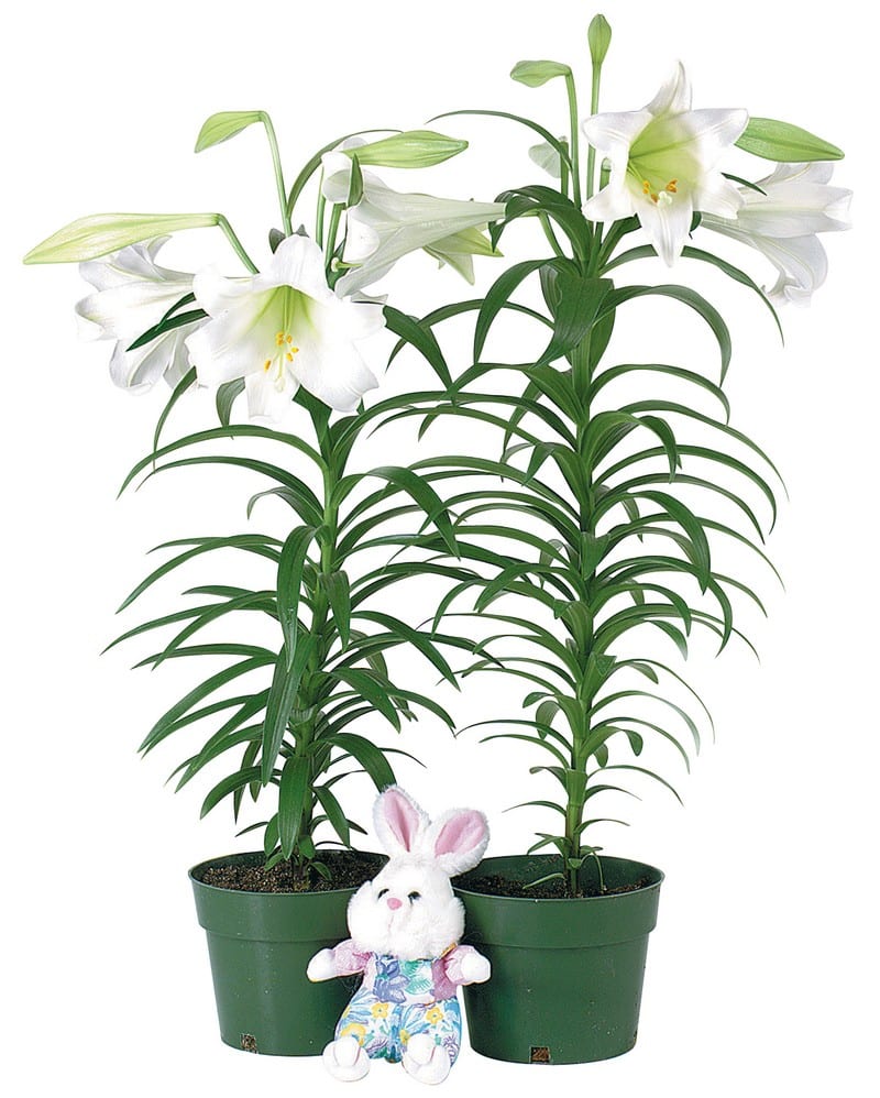 Potted Easter Lilies with Stuffed Animal Bunny Food Picture