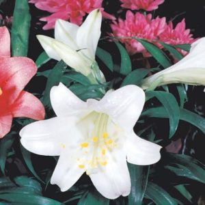 Easter Lilies Assortment Food Picture