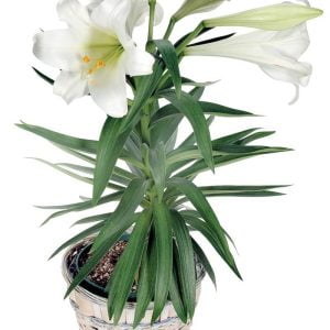 White Easter Lily in Wicker Pot Food Picture