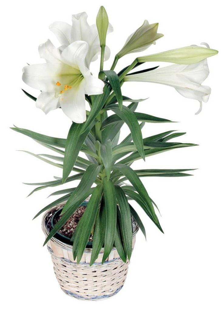 White Easter Lily in Wicker Pot Food Picture