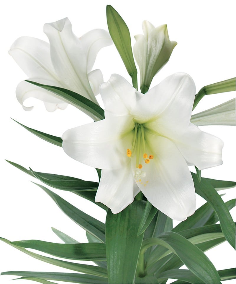 White Easter Lily Up Close Food Picture