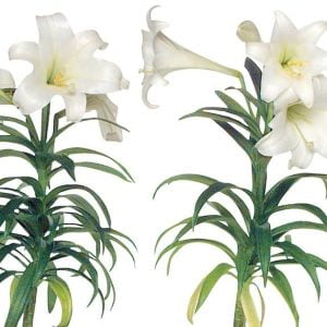Easter Lily Flowers on White Background Food Picture
