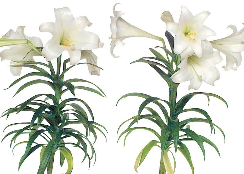 Easter Lily Flowers on White Background Food Picture