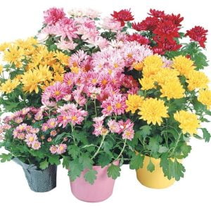 Assorted Potted Mums on White Background Food Picture