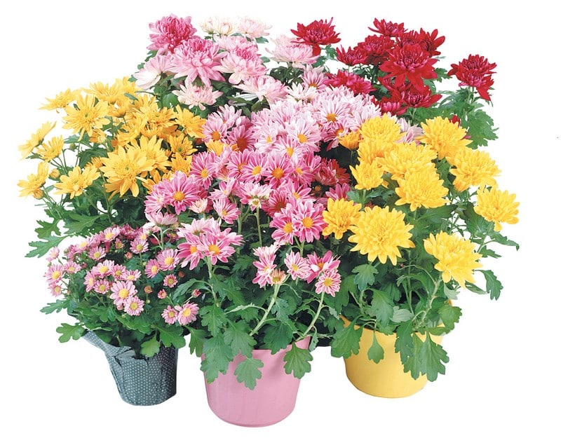 Assorted Potted Mums on White Background Food Picture