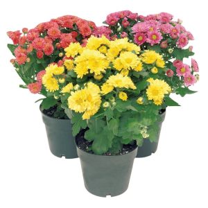 Assorted Potted Mums in Green Pots Food Picture
