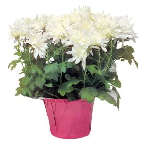 White Potted Mums in Pink Pot Food Picture