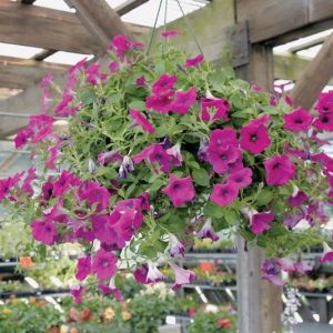 Hanging Potted Petunia Plant Food Picture