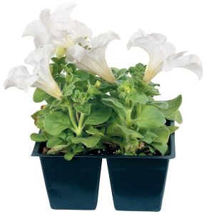 White Petunia Four Potted Plant Food Picture