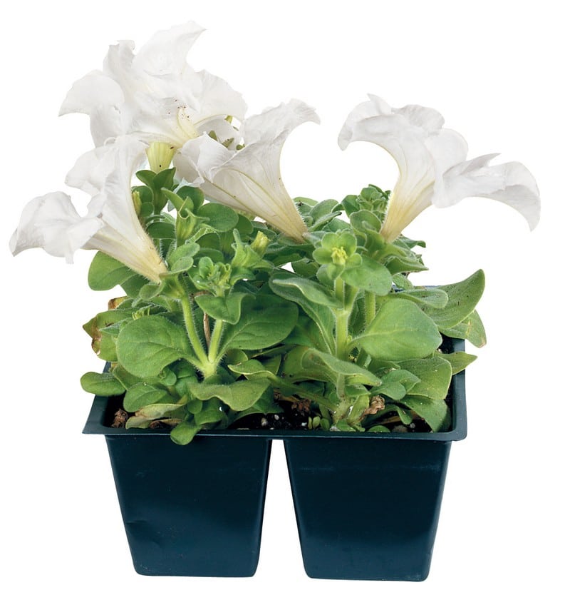 White Petunia Four Potted Plant Food Picture