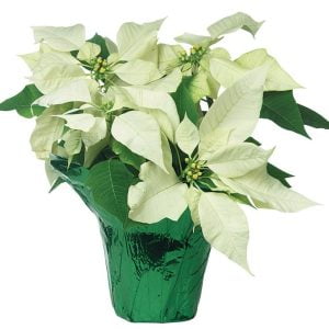 White Potted Poinsettia Food Picture