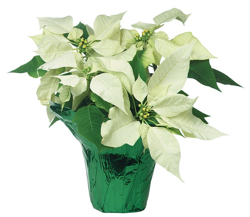 White Potted Poinsettia Food Picture
