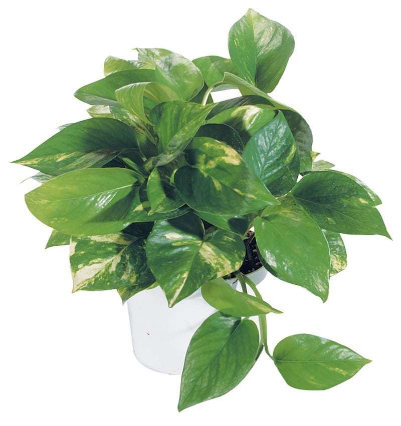 Single Potted Pothos Plant in White Pot Food Picture