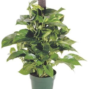 Single Potted Pothos Plant Food Picture