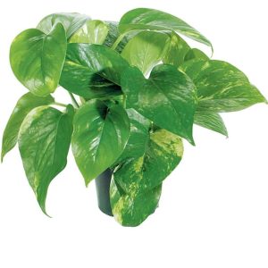 Single Pothos Potted Plant Food Picture