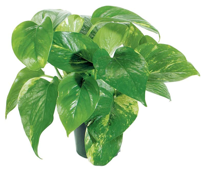 Single Pothos Potted Plant Food Picture