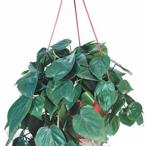 Hanging Pothos Potted Plant Food Picture