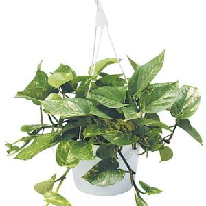 Hanging Potted Pothos Plant Food Picture