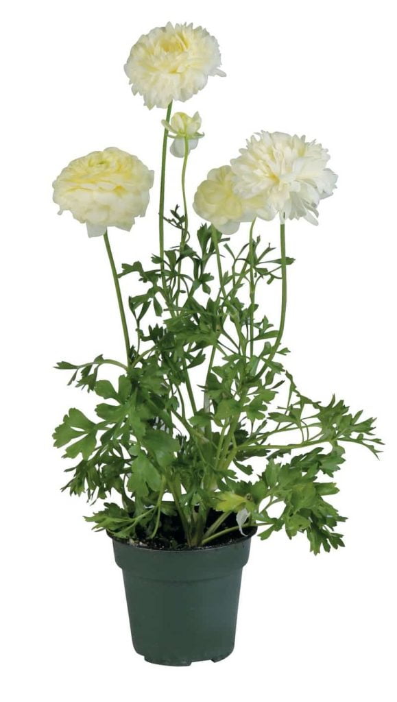 White Ranunculus Potted Flower Food Picture