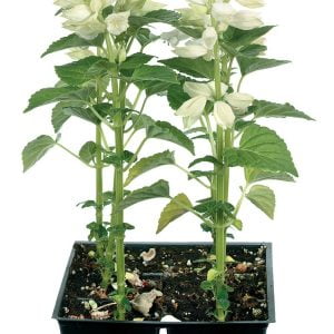 Salvia White Potted Flower Food Picture