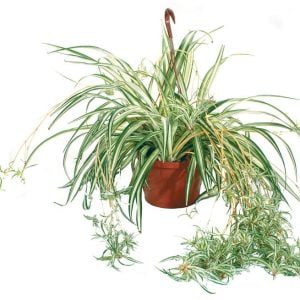Hanging Potted Spider Plant Food Picture