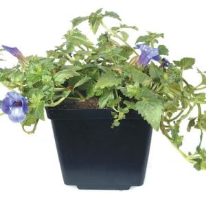 Blue potted Torenia Plant Food Picture