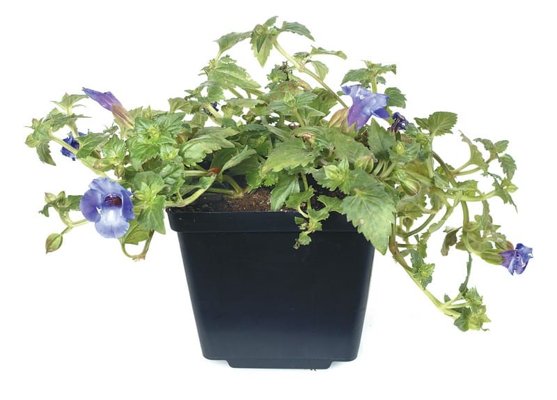Blue potted Torenia Plant Food Picture