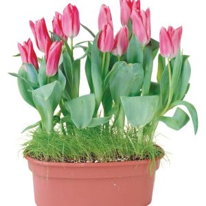 Single Potted Tulip Plant Food Picture